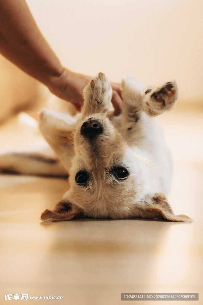 人与萌犬亲密互动瞬间