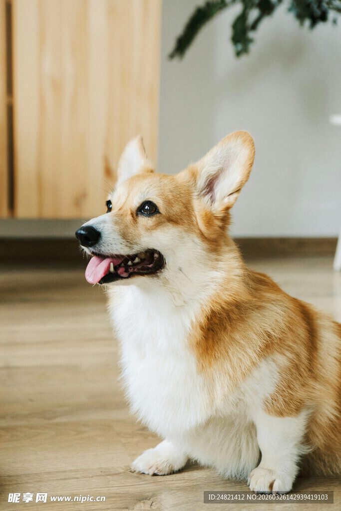 可爱柯基坐地吐舌卖萌