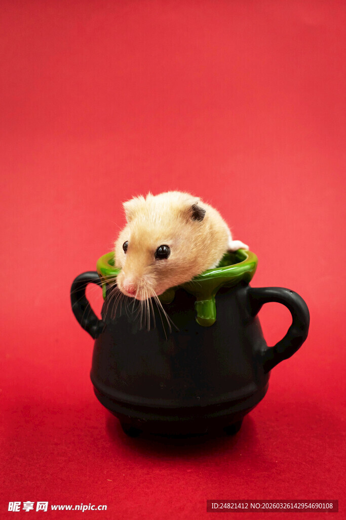 小仓鼠坐在黑色小锅中