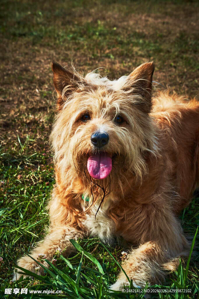 草地上吐舌的可爱小狗