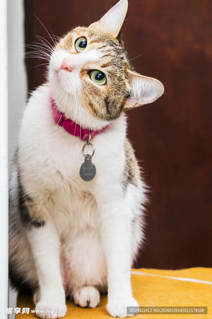 戴项圈猫咪仰头可爱模样