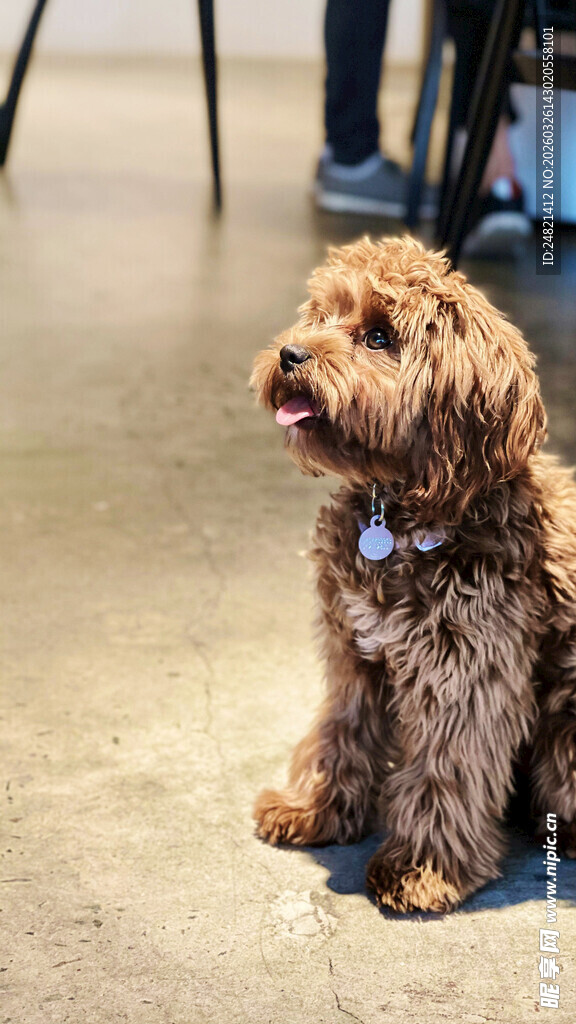 可爱棕色小狗坐于地面