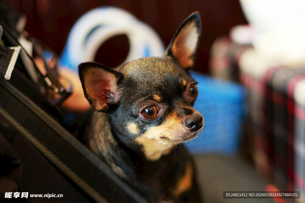 可爱吉娃娃车内好奇张望