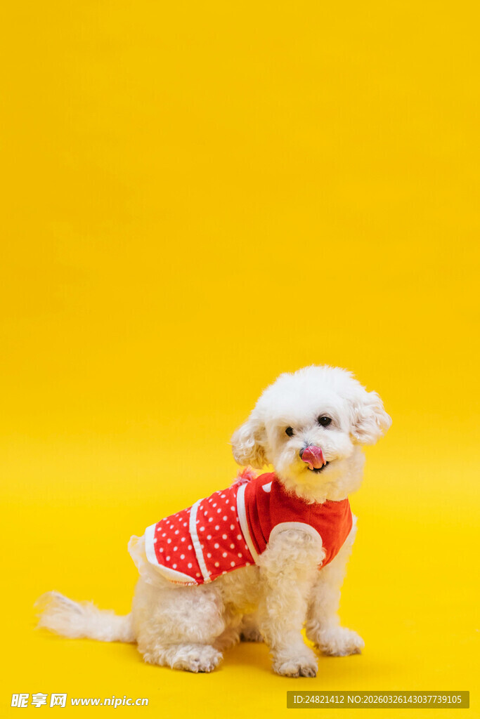 穿红衣的可爱小白狗