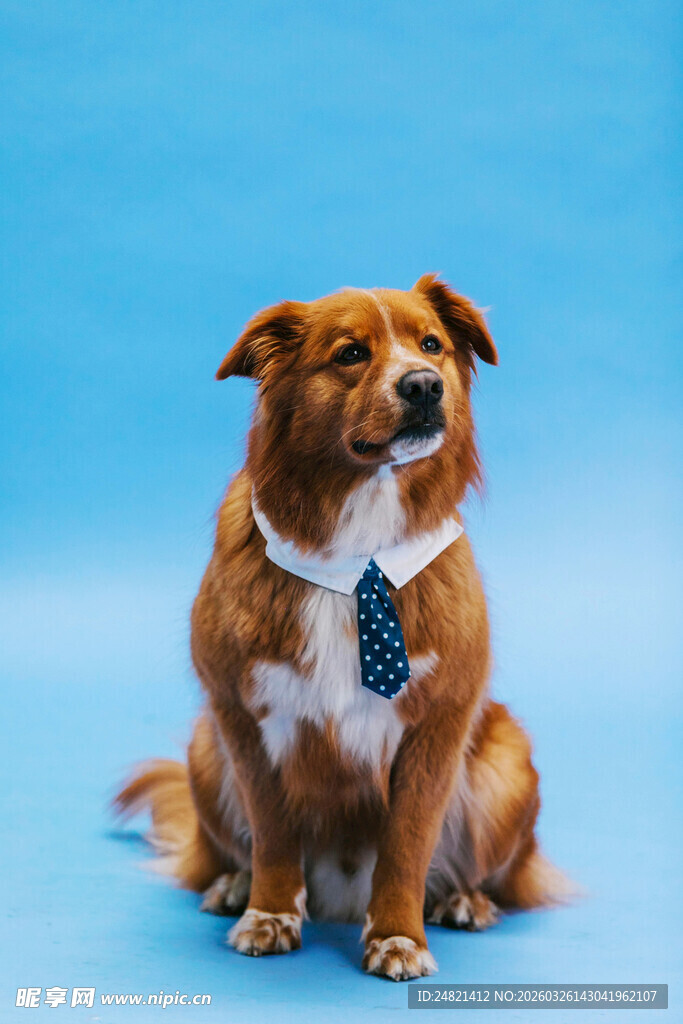 系领结的可爱宠物犬