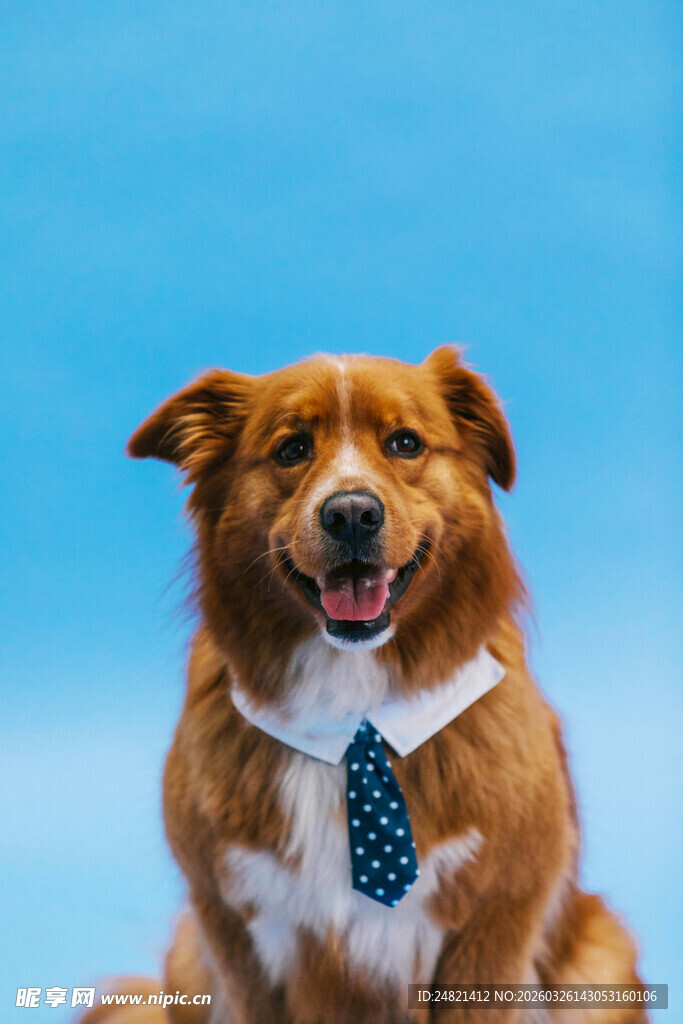 系领结的可爱边牧