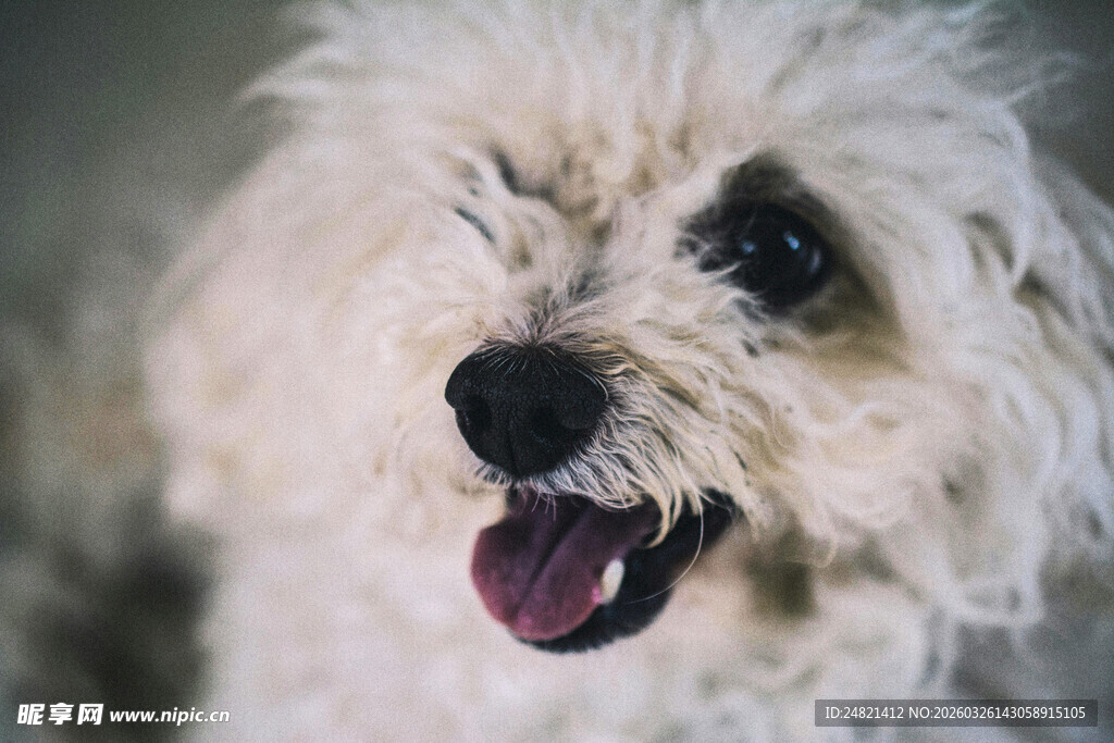 可爱白毛小狗咧嘴笑