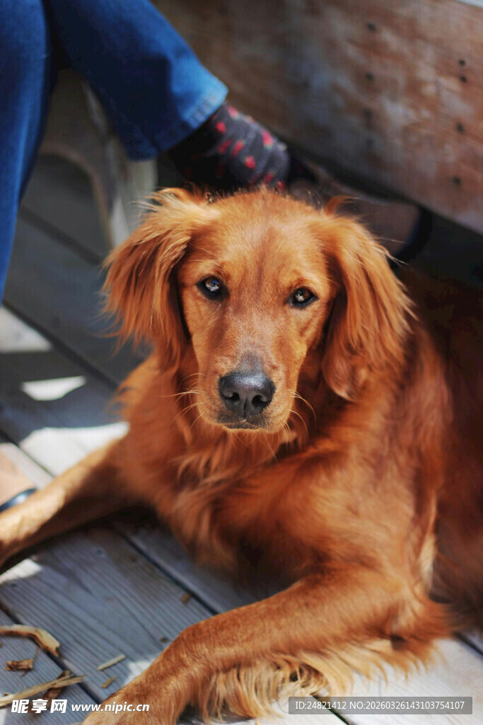 棕色金毛犬惬意趴坐