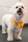 可爱白犬戴黄色装饰