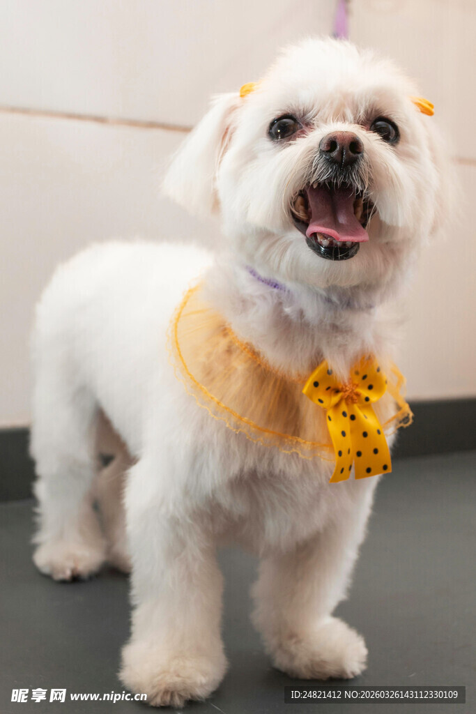 可爱白犬戴黄色装饰