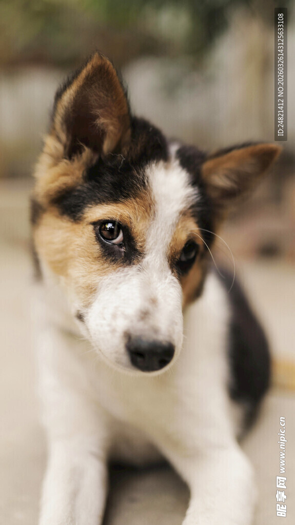 可爱三色小狗安静趴卧