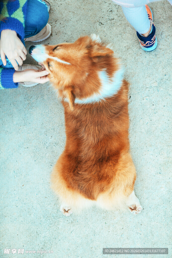 给柯基犬修剪毛发