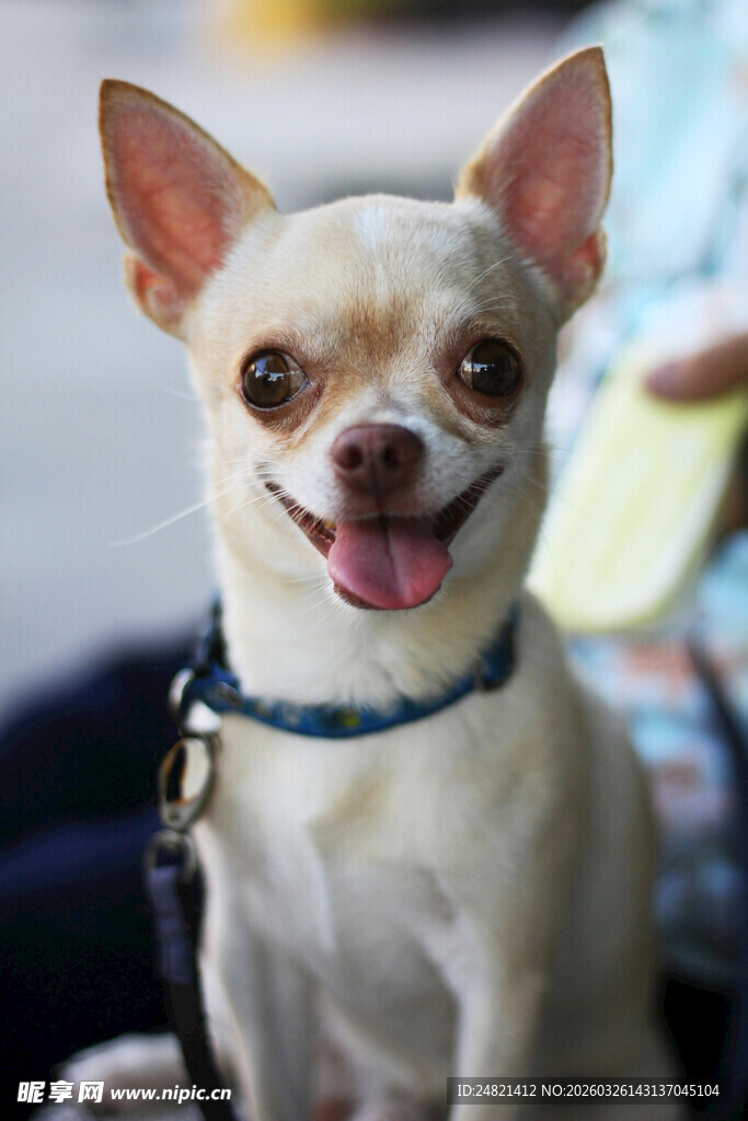 可爱吉娃娃咧嘴开心笑