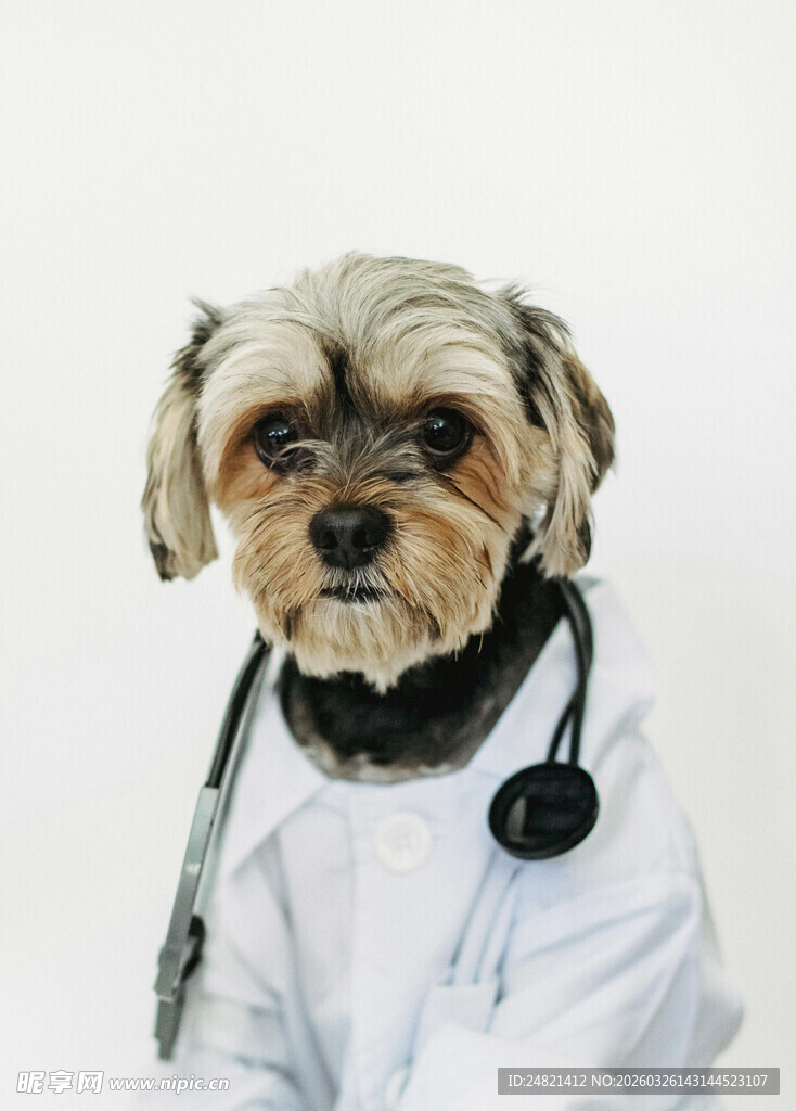 穿医生服的可爱小狗