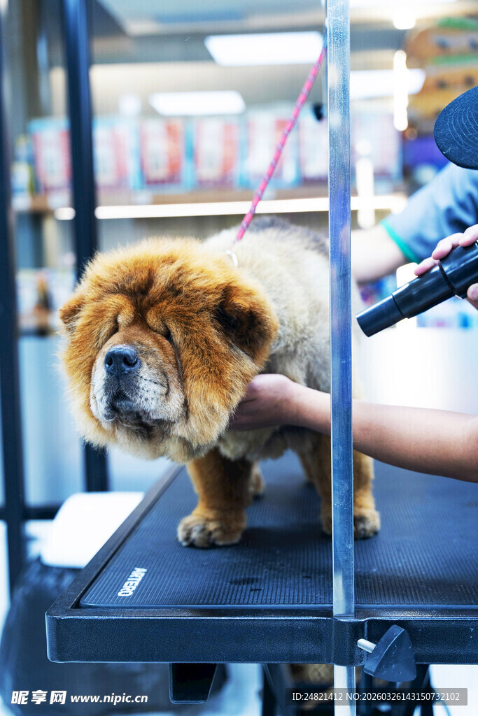 松狮犬在美容台上被照料