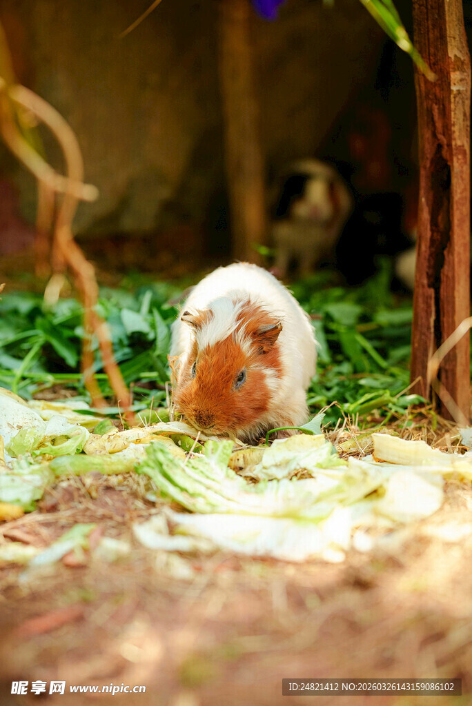 可爱豚鼠在绿植间进食