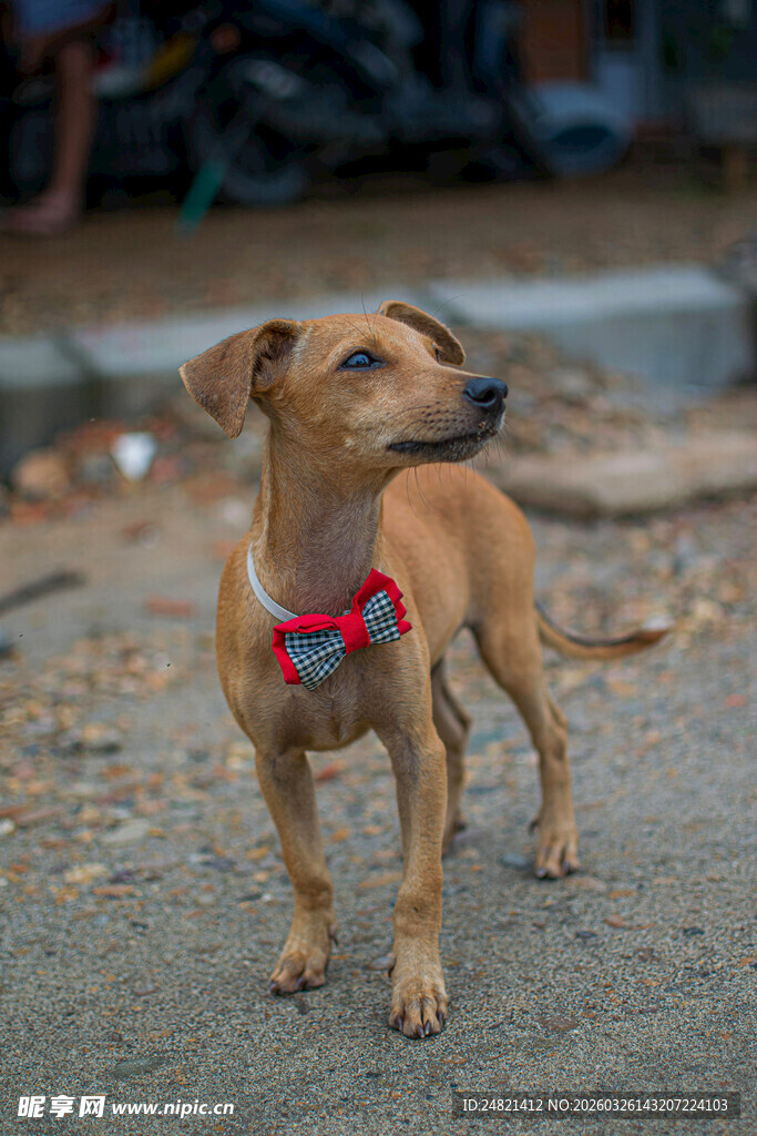 戴领结的可爱小狗