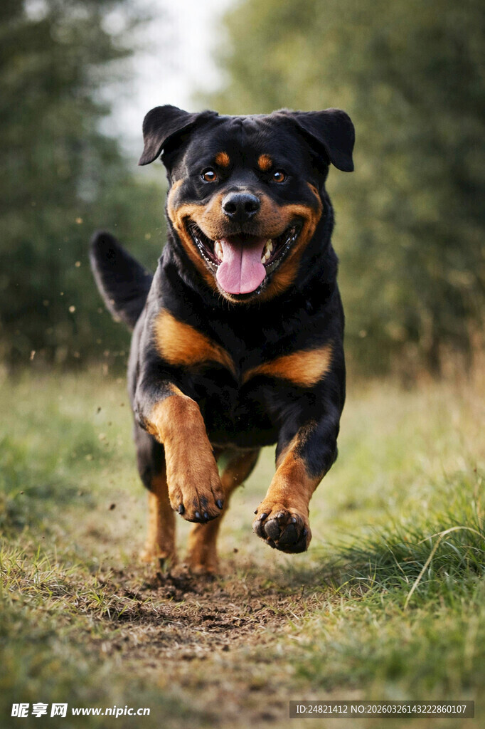 奔跑的罗威纳犬
