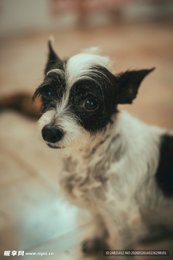 可爱黑白小狗乖巧坐着