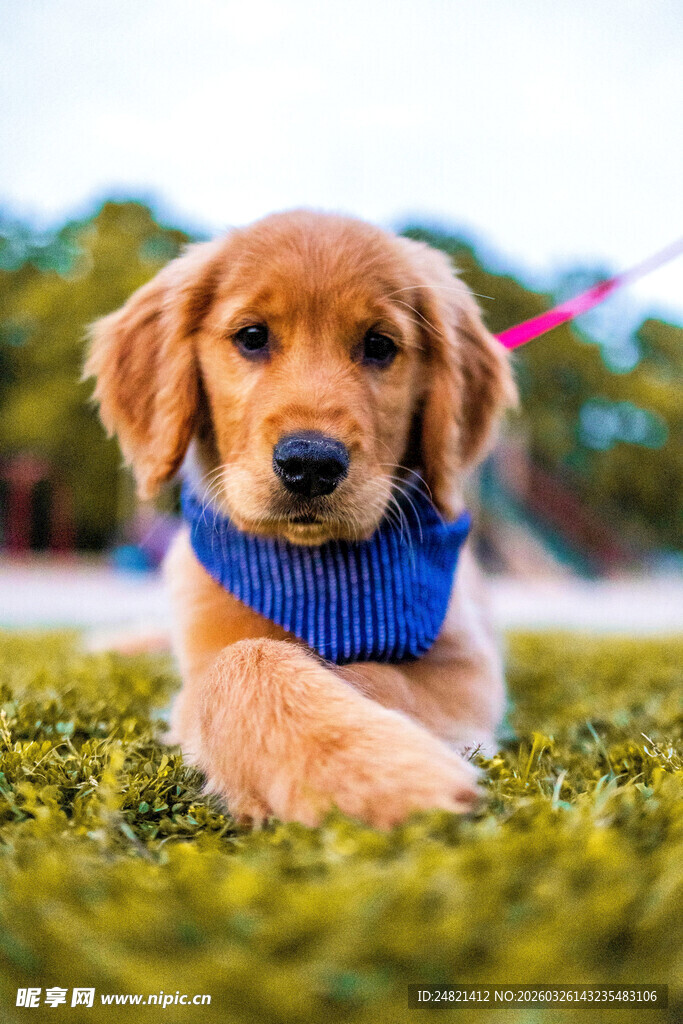 趴卧草地的可爱金毛犬