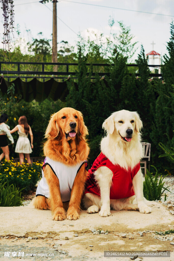穿衣服的两只可爱狗狗