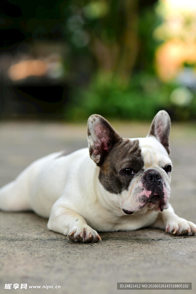 趴着的法国斗牛犬