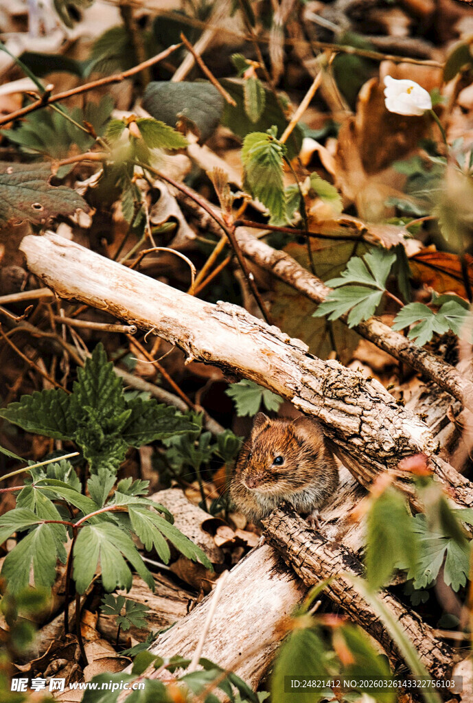林间栖息的松鼠
