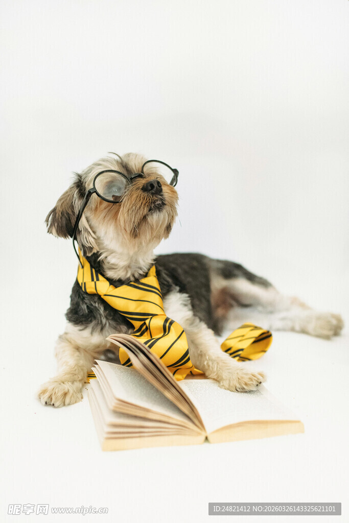 戴眼镜读书的时髦小狗