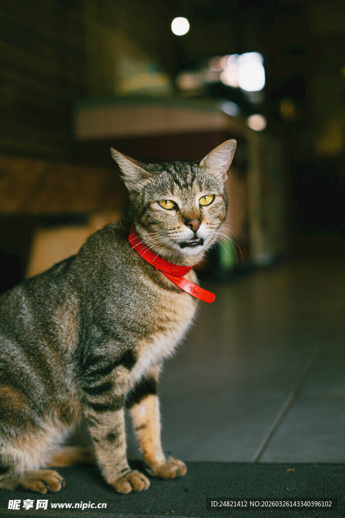 戴红项圈的可爱猫咪