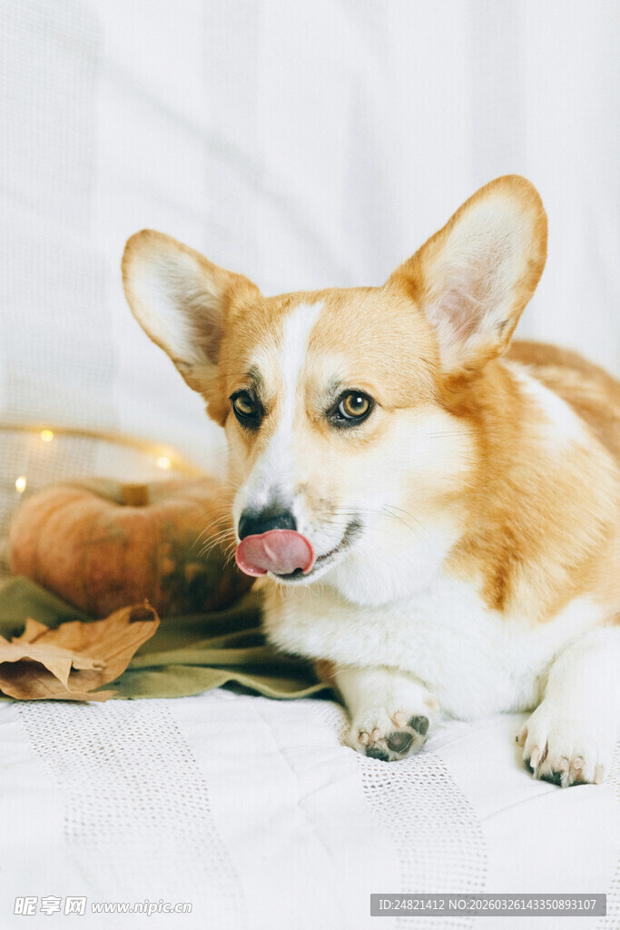 可爱柯基犬卧于温馨场景