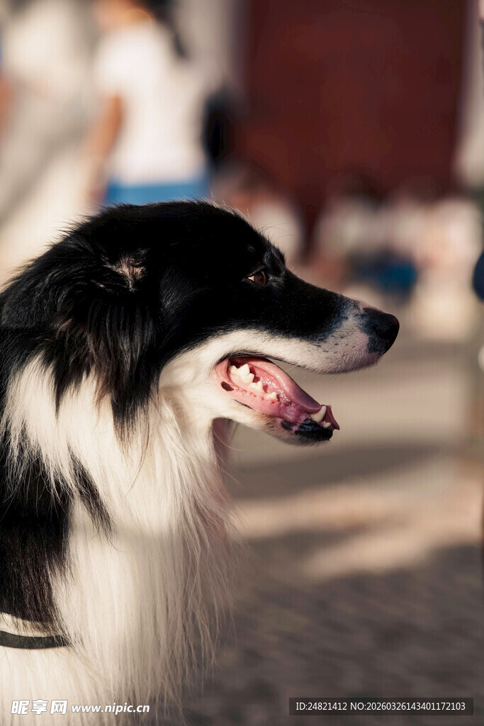 黑白边牧张嘴神情惬意
