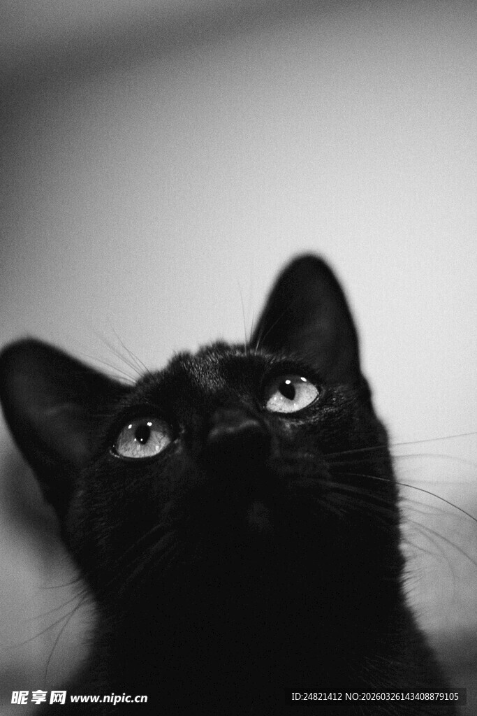 仰望的黑猫