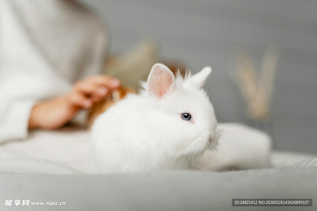 抚摸白兔的温馨瞬间