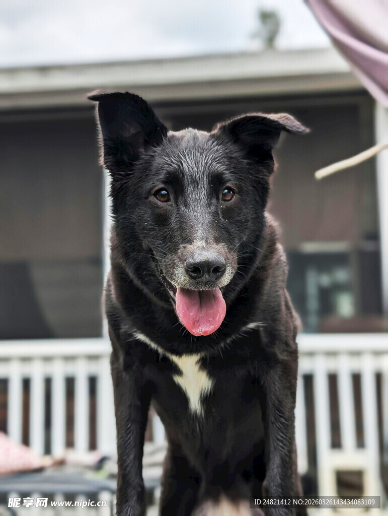 可爱黑狗张嘴吐舌乐悠悠