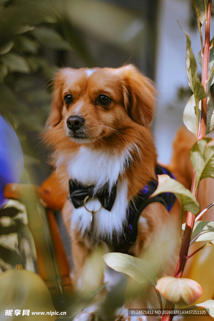 可爱小狗置身绿植间