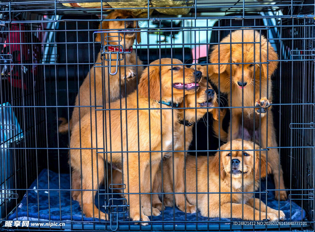 笼中可爱小狗挤在一起