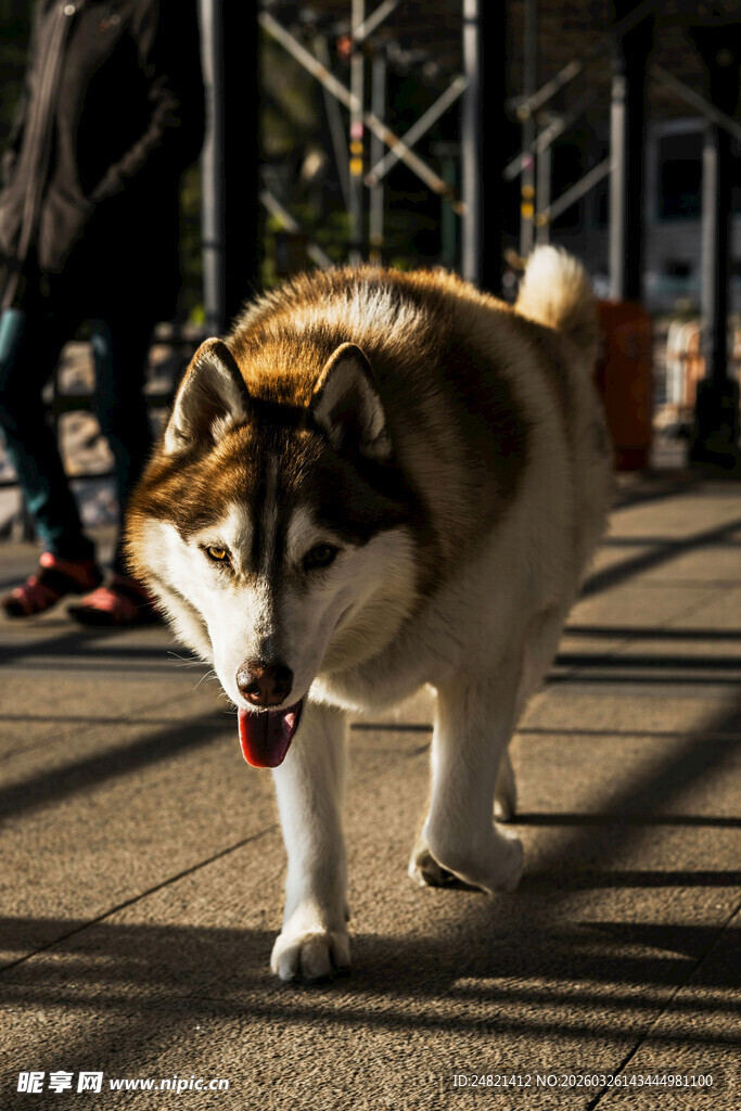 街头漫步的可爱大狗