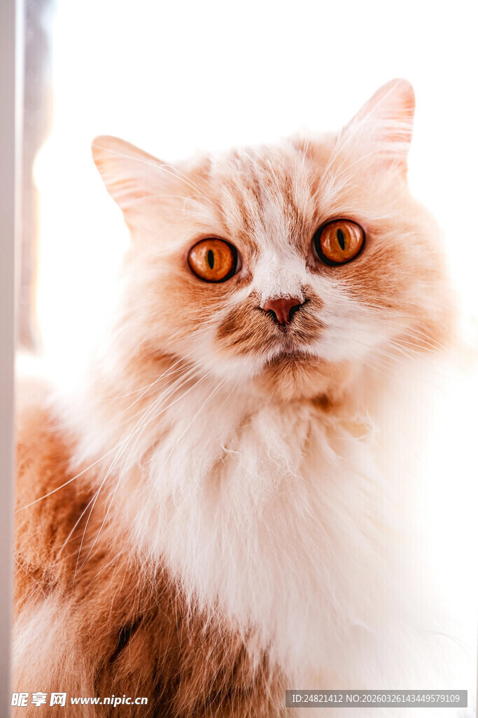 长毛橘猫好奇张望