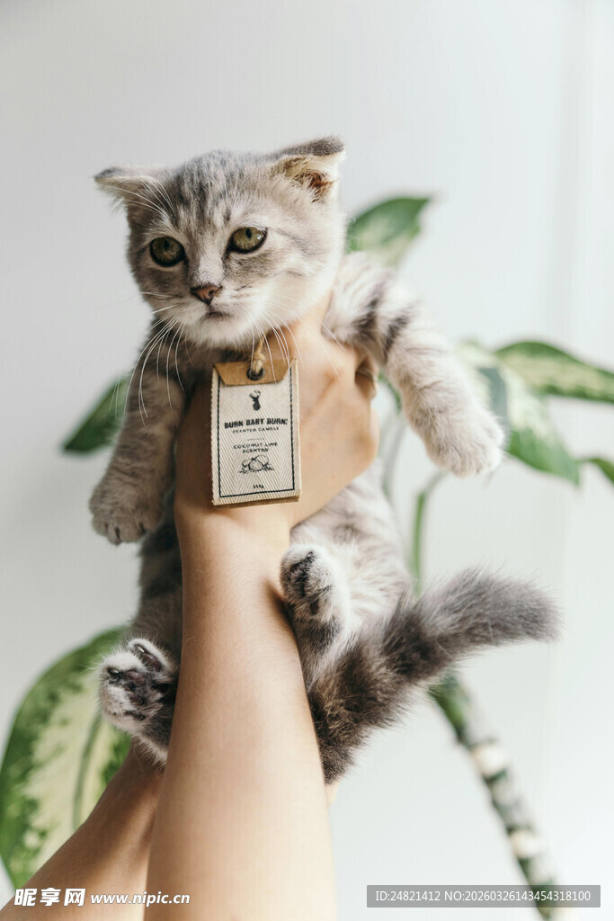 可爱猫咪穿服饰被手托举