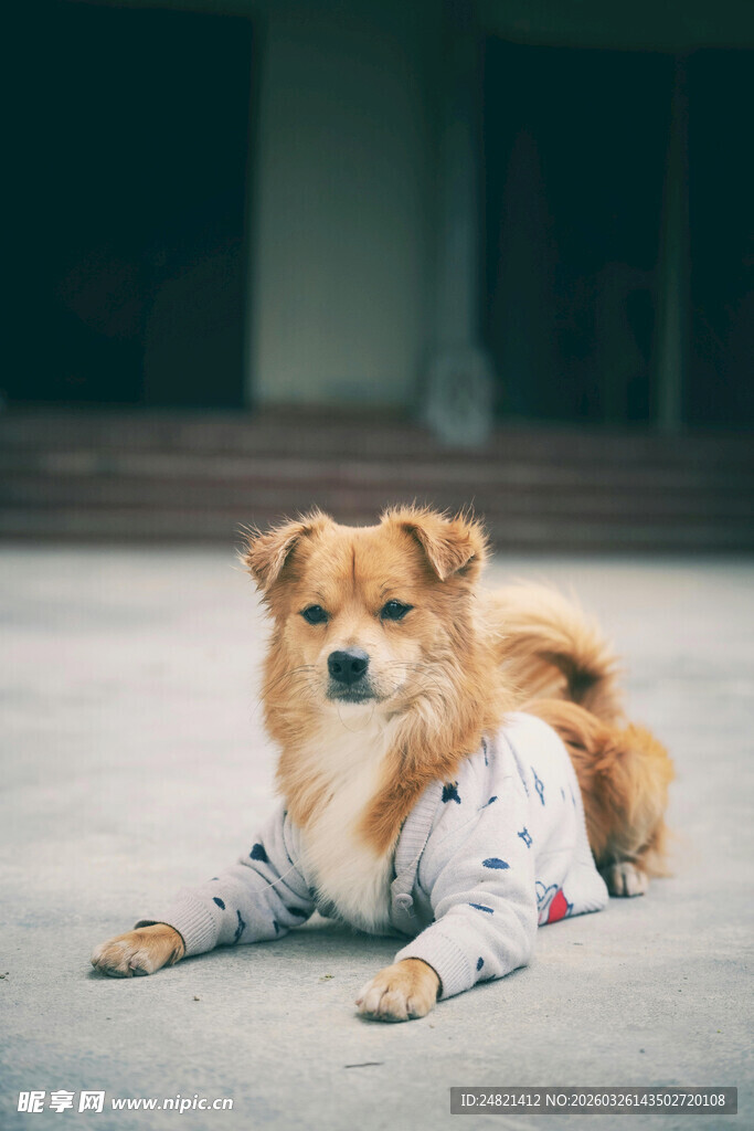 穿着花衣趴地的可爱小狗