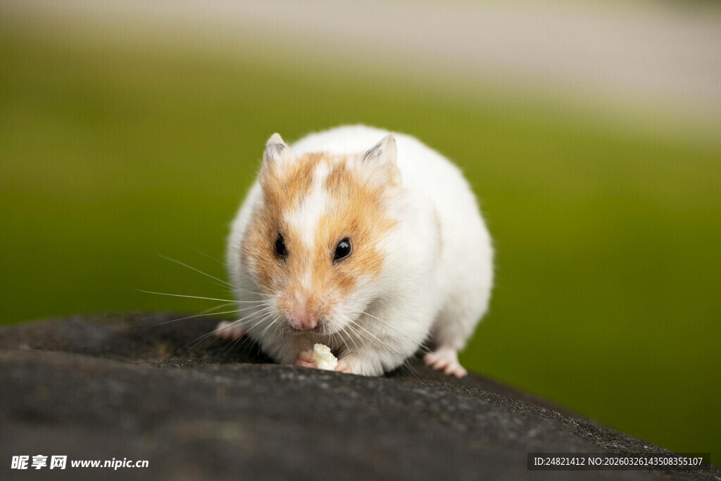 可爱仓鼠在石上的瞬间