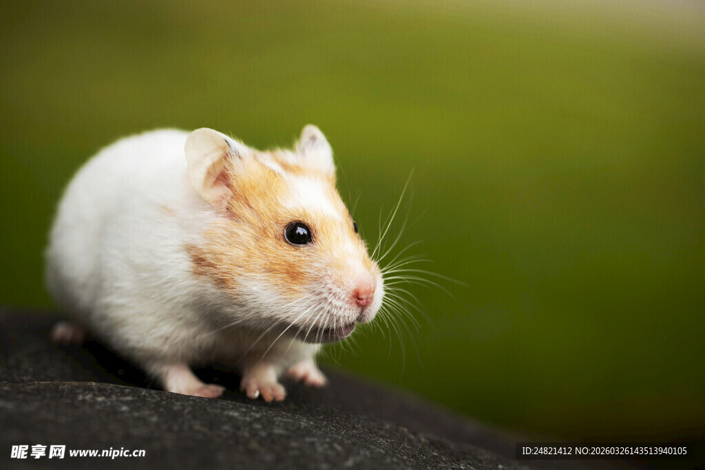 可爱仓鼠户外萌态瞬间