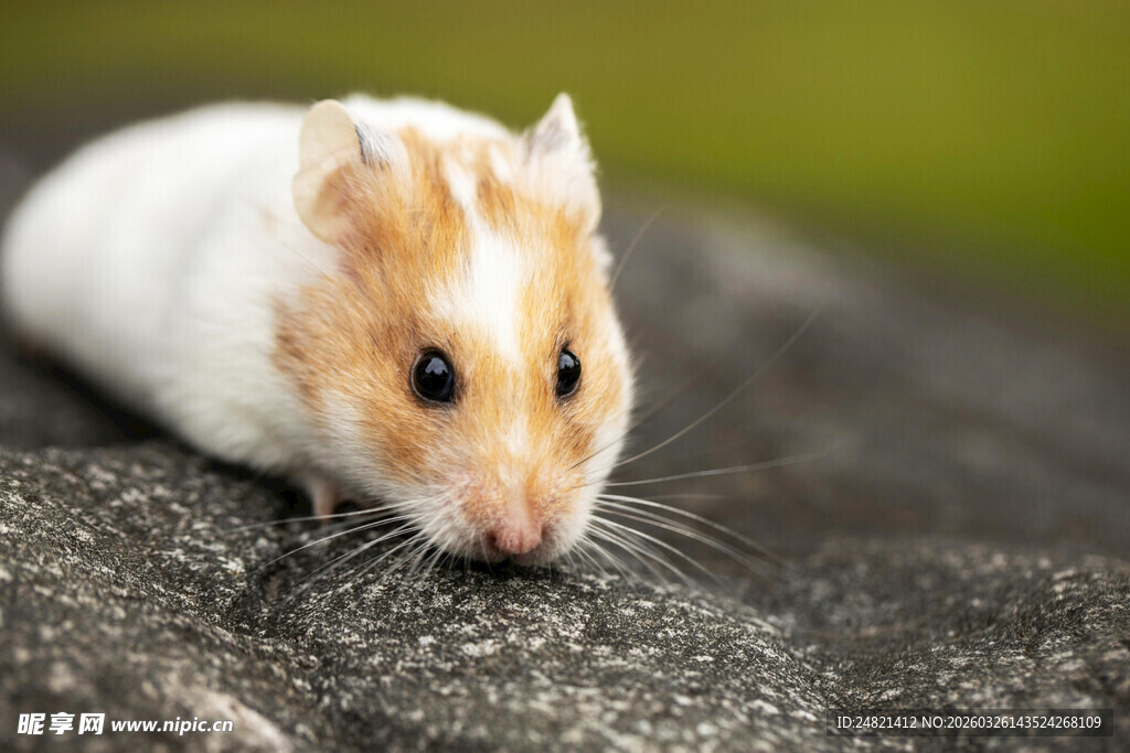 可爱仓鼠趴在灰色石头上