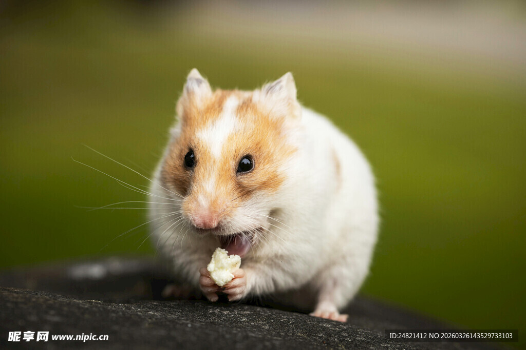 可爱仓鼠正专注进食