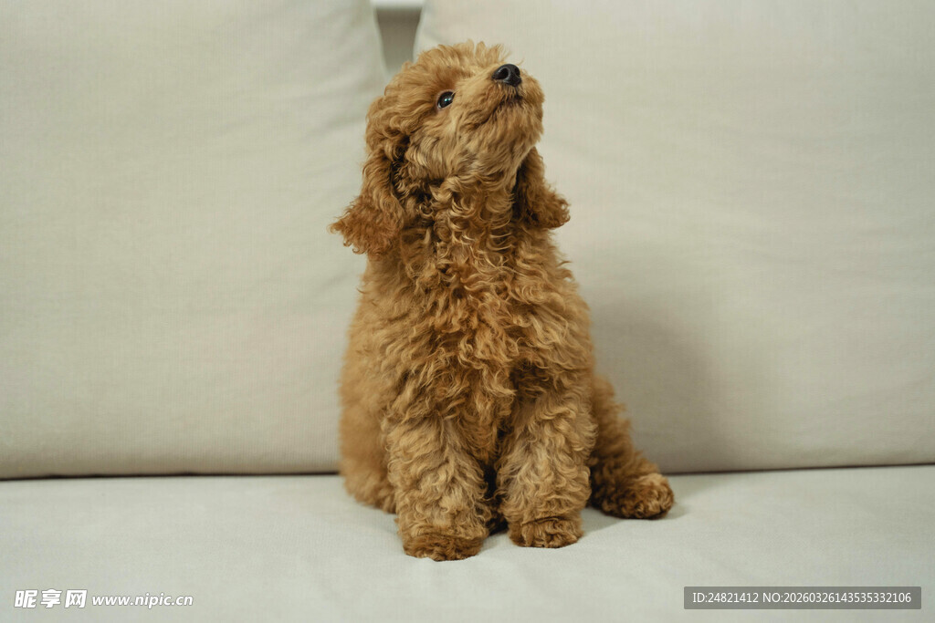 棕色小狗端坐抬头望