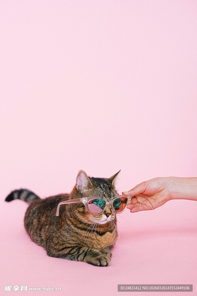 猫咪被逗趣瞬间