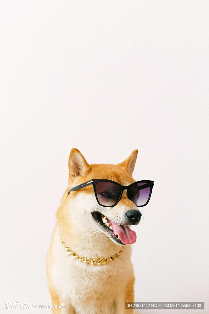 戴墨镜吐舌的可爱柴犬