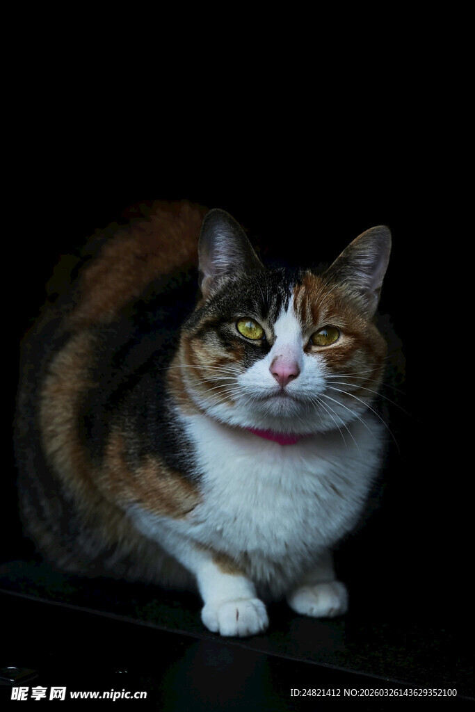 三色猫咪乖巧蹲坐