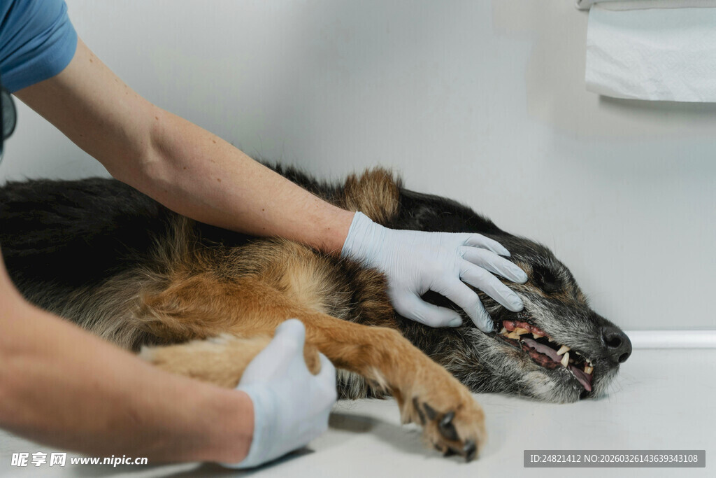 兽医为狗进行口腔检查