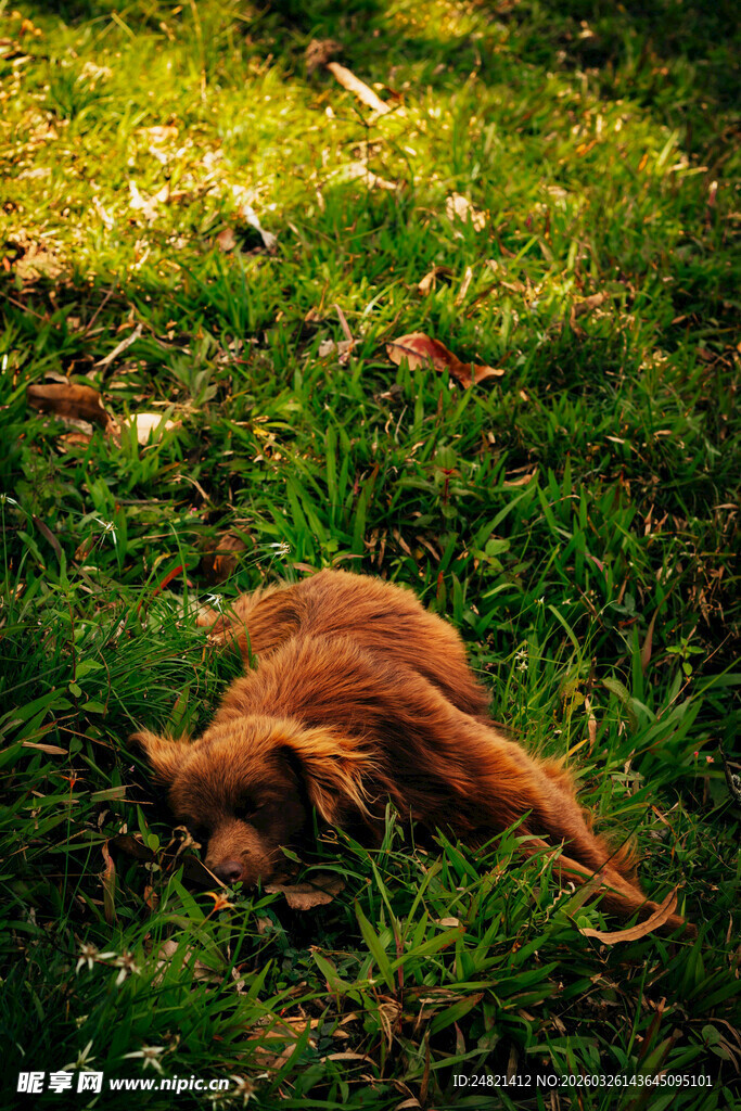 草地上休憩的棕色小动物